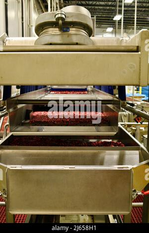 Verarbeitung von Preiselbeeren in der modernen und hochmodernen Ocean Spray-Anlage in Wisconsin Rapids, Wisconsin, USA Stockfoto