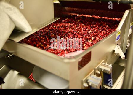 Verarbeitung von Preiselbeeren in der modernen und hochmodernen Ocean Spray-Anlage in Wisconsin Rapids, Wisconsin, USA Stockfoto