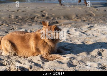 Porträt eines roten Mischlingshundes, der auf dem Sand liegt. Weibchen liegt auf beigem Sand. Pfoten eines laufenden Rottweiler im Hintergrund. Stockfoto