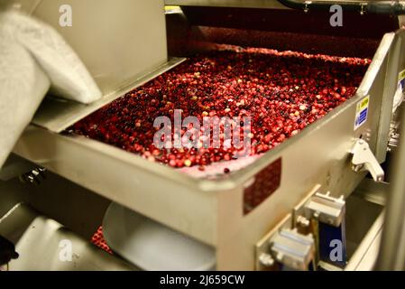 Verarbeitung von Preiselbeeren in der modernen und hochmodernen Ocean Spray-Anlage in Wisconsin Rapids, Wisconsin, USA Stockfoto