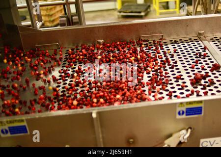 Verarbeitung von Preiselbeeren in der modernen und hochmodernen Ocean Spray-Anlage in Wisconsin Rapids, Wisconsin, USA Stockfoto