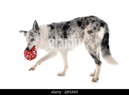 Alte Border Collie vor weißem Hintergrund Stockfoto