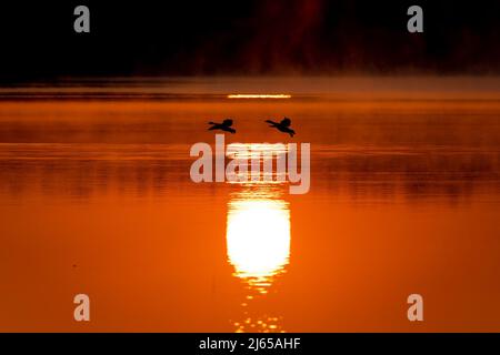Hannover, Deutschland. 28. April 2022. Vögel fliegen im Licht der aufgehenden Sonne über die Wasseroberfläche des Altwarmbüchensees. Quelle: Moritz Frankenberg/dpa/Alamy Live News Stockfoto