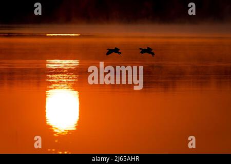 Hannover, Deutschland. 28. April 2022. Vögel fliegen im Licht der aufgehenden Sonne über die Wasseroberfläche des Altwarmbüchensees. Quelle: Moritz Frankenberg/dpa/Alamy Live News Stockfoto