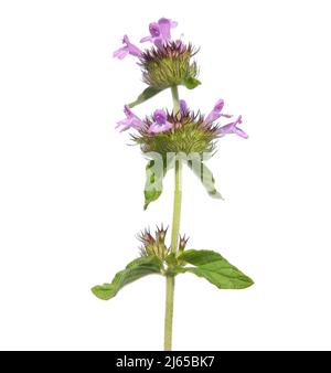 Blühende wilde Basilikumpflanze, Clinopodium vulgare Stockfoto