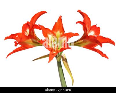 Rot-orange Blume der gestreiften Barbados-Lilie isoliert auf weißem Hippeastrum striatum Stockfoto