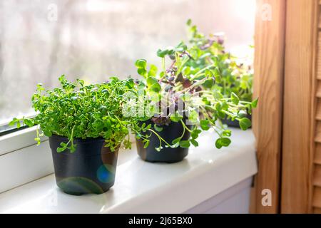 Mikrogrün am Fenster anbauen Junge rohe Keime von Radieschen und Brunnenkresse in Töpfen gesunde Ernährung, Lifestyle Superfood Indoor Microgreen Konzept. Stockfoto