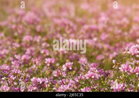 Rosafarbenes Feld mit Crownvetch-Blüten. Securigera varia Stockfoto