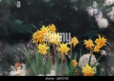 Erstaunliche gelbe Narzissen Blumenfeld in der Morgensonne. Das perfekte Bild für Frühlingshintergrund, Blumenlandschaft. Es ist Narzissen, Narzissen Stockfoto