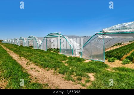 Tunnel Dome Gewächshäuser mit Erdbeerpflanzen Stockfoto