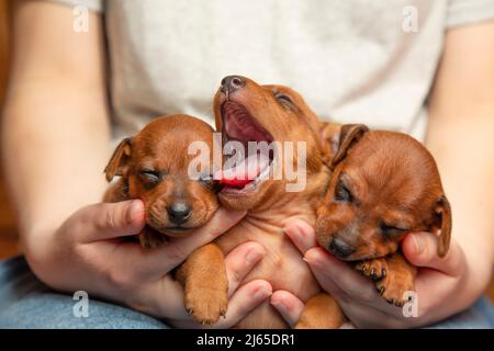 Drei schlafende Welpen in den Armen eines Mädchens. Der kleine Welpe gähnt. Porträt von Haustieren. Die Jungen des Hundes. Stockfoto