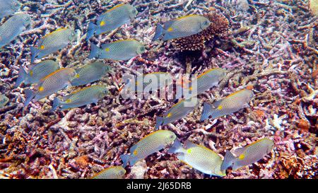 Unterwasser-Video der goldenen Rabbitfish Siganus guttatus Schule in Korallenriff Stockfoto