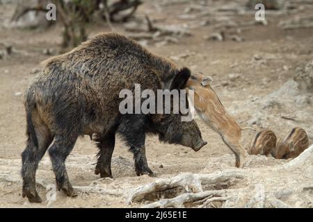 Wildschwein, Sus scrofa, Wildschwein mit jungen Wildschweinen Stockfoto