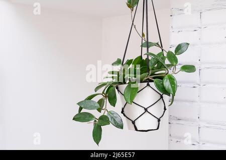 Hoya krohniana in einem weißen Topf in einem Korbmakram-Pflanzgefäß, das auf weißem Hintergrund hängt. Lacunosa-Herzblatt..Nahaufnahme einer Pflanze. Wachsartige Pflanze Stockfoto