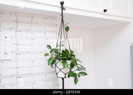 Hoya krohniana in einem weißen Topf in einem Korbmakram-Pflanzgefäß, das auf weißem Hintergrund hängt. Lacunosa-Herzblatt..Nahaufnahme einer Pflanze. Wachsartige Pflanze Stockfoto