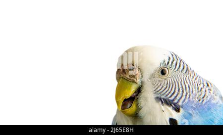 Hochformat. Ein kranker Vogel. Die Schnauze eines Wellensittiche auf weißem Hintergrund. Das Tier ist ungesund. Isolieren. Unwohlsein bei Vögeln. Stockfoto