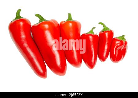 Naschen Sie rote Mini-Paprika, in einer Reihe. Reife, frische Paprika, Paprika, Früchte der pflanzlichen Sorten Capsicum annuum. Stockfoto