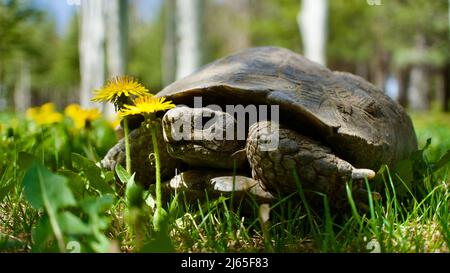 Schildkröte im Gras und Blumen. Nahaufnahme Schildkröte. Erwachsene Schildkröte. Stockfoto