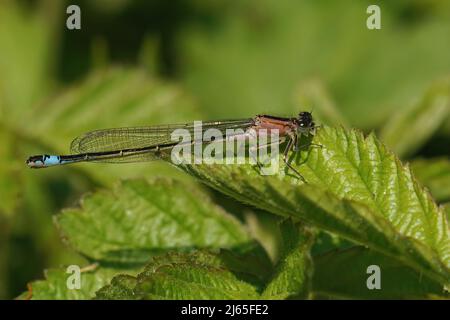 Nahaufnahme einer orangefarbenen Blauschwanzdamselfly, Ischnura elegans, die auf einem grünen Blatt mit geschlossenen Flügeln auf dem Feld sitzt Stockfoto