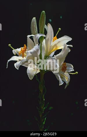 Madonnenlilie in voller Blüte, bedeckt von Wassertropfen, Hintergrundbeleuchtung mit dunklem Hintergrund, Lilium candidum, Liliengewächse Stockfoto