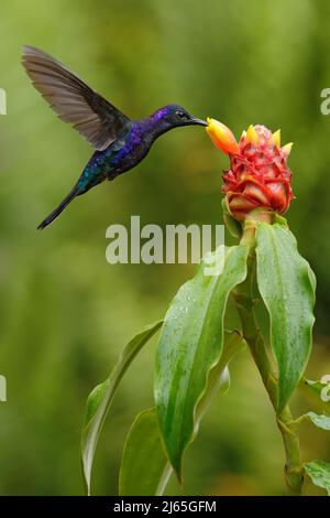 Dunkelblauer Kolibri Violet Sabrewing aus Costa Rica, der neben einer schönen roten Blume fliegt Stockfoto