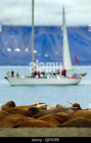 Walrosskolonie, Odobenus rosmarus, ragen aus blauem Wasser am Kiesstrand, verschwommenes Boot, Yacht, mit Berg im Hintergrund, Spitzbergen, Norwegen Stockfoto