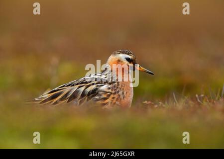 Grauer Phalarope, Phalaropus fulicarius, orangefarbener und brauner Wasservogel im Grasnaturhabitat, Longyaerbyen, Svalbard, Norwegen Stockfoto