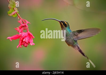 Kolibri mit langem Schnabel, Grüner Einsiedler, Phaethornis-Typ. Kolibri mit klarem hellgrünen Hintergrund Kolibri Action fliegende Szene in der Natur Stockfoto