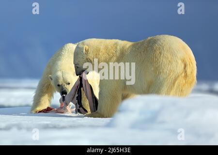 Eisbären, ein Paar großer Anilmals mit Robbenpelz, nachdem sie in der Arktis Spitzbergen auf Drift-Eis mit Schnee und blauem Himmel in der kalten Natur habi Kadaver gefüttert haben Stockfoto