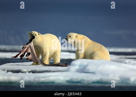 Paare Eisbären mit Robbenpelz, nachdem er in der Arktis Spitzbergen Karkasse auf Drifteis mit Schnee und blauem Himmel gefüttert hat Stockfoto