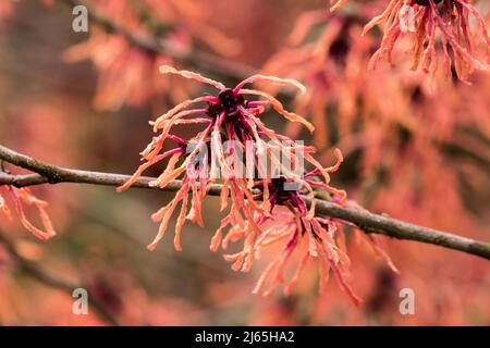 Die Hexe Hasel Hamamelis x intermedia 'Böhlje's Feuerzauber' Stockfoto