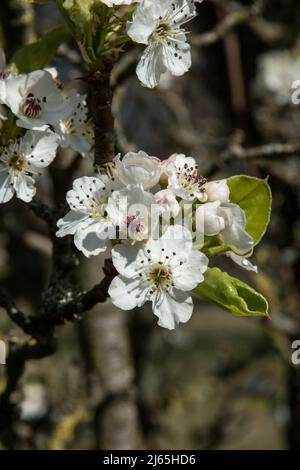 Blumen von Pyrus calleryana 'Chanticleer' Stockfoto