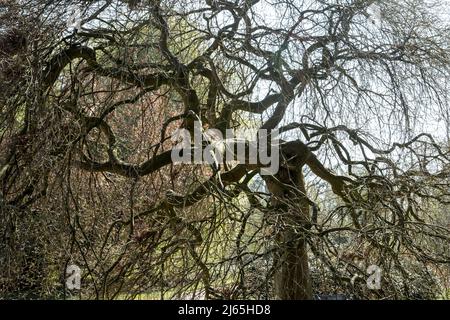 Die Aststruktur von Acer palmatum 'Ornatum' Stockfoto