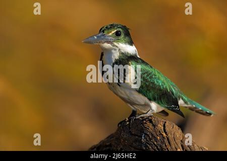 Amazonas-Eisfischer, Chloroceryle Amazona, Grüner und weißer Vogel am Ast, Vogel im natürlichen Lebensraum, Baranco Alto, Pantanal, Brasilien Stockfoto