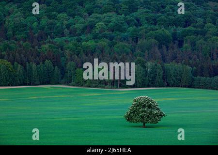 Einsamer Kastanienbaum, mit weißer Blütenblume, auf der Wiese, mit dunklem Wald im Hintergrund Stockfoto