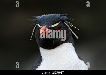 Rockhopper Pinguin, Eudyptes chrysocome, Detail-Porträt von seltenen Vögeln, in der felsigen Natur Lebensraum, schwarz-weiß Seevogel, Sea Lion Island, Falklan Stockfoto