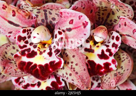 Weißer, roséer, roter Orchideenstrauß aus nächster Nähe Stockfoto