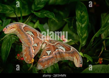 Schöner großer Schmetterling, Riesenatlas Moth, aka, Attacus Atlas in Habitat, Indien Stockfoto