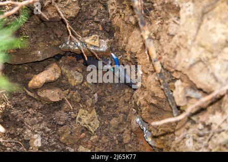 Beschädigte Erdkabel beim Graben, eingerastet, defektes Stromleitungskabel, Verkabelung, defekte Stromleitung, Reparatur, Pruhonice, Tschechische Republik am 26. April 2 Stockfoto