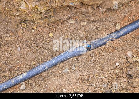 Beschädigte Erdkabel beim Graben, eingerastet, defektes Stromleitungskabel, Verkabelung, defekte Stromleitung, Reparatur, Pruhonice, Tschechische Republik am 26. April 2 Stockfoto