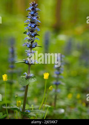 Ajuga reptans ist eine krautig blühende Pflanze aus der Familie der Minzen und hat eine ganze Reihe von gebräuchlichen Namen, einschließlich brauner Bügel und Karpetweed. Stockfoto