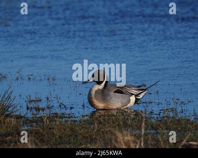 Drake Pintail, eine wirklich smart aussehende Ente und unverwechselbar mit dem schokoladenbraunen Kopf und dem weißen Nackenstreifen. Stockfoto