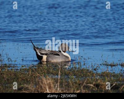 Drake Pintail, eine wirklich smart aussehende Ente und unverwechselbar mit dem schokoladenbraunen Kopf und dem weißen Nackenstreifen. Stockfoto