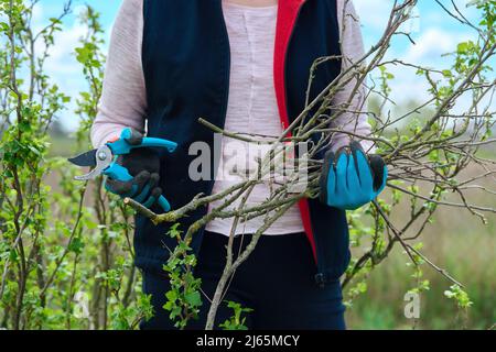 Nahaufnahme der Hände des Gärtners in Handschuhen beim Frühjahrsschnitt des schwarzen Johannisbeerbusches Stockfoto