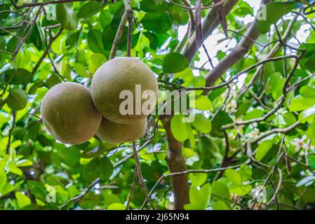 Grüne Grapefruits hängen an einem Baum. Nahaufnahme von Pomelo. Sansibar, Tansania Stockfoto