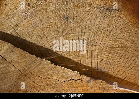 Holzstruktur im Schnitt mit Rissen. Nahaufnahme im Hintergrund mit einer großen Aussparung durch den Baum. Stockfoto