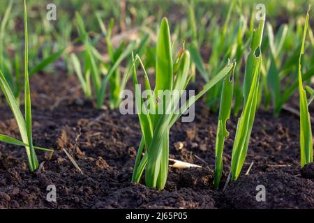 Weizensprossen sprießen im Boden. Beschädigte Blätter durch Insektenparasiten. Sanftes Sonnenlicht am Abend. Stockfoto