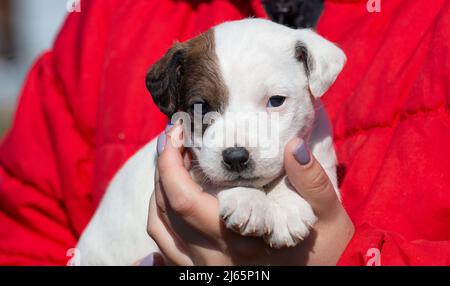 Der kleine Welpe Jack Russell Terrier in Nahaufnahme. Stockfoto