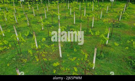 Luftaufnahme in einer erstaunlichen Weinlandschaft, mit Drohne, über Weinbergen an einem schönen Tag Stockfoto