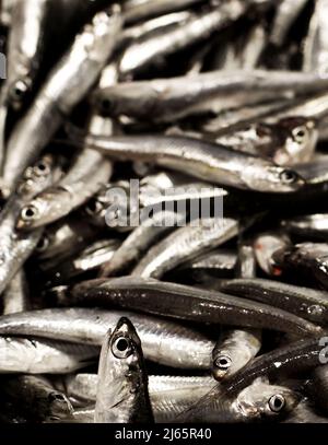 Haufen von perfekten rohen frischen Sardinen auf dem Fischmarkt in der Nähe von Outdoor. Fokus auf Vordergrund Stockfoto